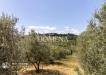 Rustico in vendita con giardino a Montespertoli - 03