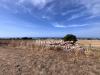 Terreno Agricolo in vendita a Ragusa in contrada mangiabove - 08, Foto 8