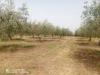 Terreno Agricolo in vendita a Lanciano in c.da villa stanazzo - 05, IMG-20240620-WA0007 (Copia).jpg