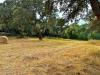 Terreno Agricolo in vendita a Luogosanto - 03, Foto 3