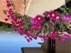 Villa in vendita con giardino a Livorno in via del pino 33 - montenero - 02, Fiori