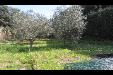 Terreno Agricolo in vendita a Livorno in via di popogna 441 - sud - 03, Terreno