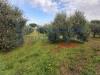 Terreno Agricolo in vendita a Collesalvetti - vicarello - 03