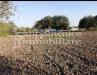 Terreno Agricolo in vendita a Pisa - ospedaletto - 02