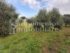 Terreno Agricolo in vendita a Collesalvetti - vicarello - 03