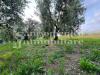 Terreno Agricolo in vendita a Cascina - ripoli - 05