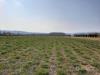 Terreno Agricolo in vendita a Vicenza in strada di gogna 118 - 02