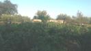 Terreno Agricolo in vendita a Tremestieri Etneo - 04, 3.jpg