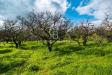 Terreno Agricolo in vendita a Acireale in via dello stadio snc - 07, Foto 7