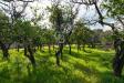 Terreno Agricolo in vendita a Acireale in via dello stadio snc - 08, Foto 8