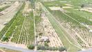 Terreno Agricolo in vendita a Mineo in contrada santacroce - 10, Foto 10