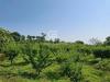 Terreno Agricolo in vendita a Piedimonte Etneo in via ragonesi - 03, Foto 3