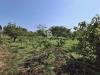 Terreno Agricolo in vendita a Piedimonte Etneo in via ragonesi - 04, Foto 4