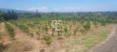 Terreno Agricolo in vendita a Santa Venerina - 02, Foto 2