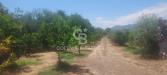 Terreno Agricolo in vendita a Santa Venerina - 08, Foto 8
