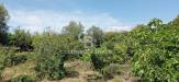 Terreno Agricolo in vendita a Acireale in via reina 6 - 08, Foto 8
