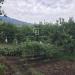Terreno Agricolo in vendita a Zafferana Etnea in via presti - 08, Foto 8