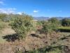 Terreno Agricolo in vendita a Castiglione di Sicilia - 10, Foto 10