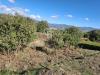 Terreno Agricolo in vendita a Castiglione di Sicilia - 02, Foto 2