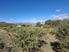 Terreno Agricolo in vendita a Castiglione di Sicilia - 05, Foto 5