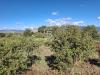 Terreno Agricolo in vendita a Castiglione di Sicilia - 09, Foto 9