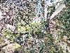 Appartamento in vendita con giardino a Recco in via montefiorito 29 - 06, GARDINOP SUPERIORE