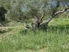 Terreno Agricolo in vendita a Enna in contrada lago pergusa snc - 04, Foto 4
