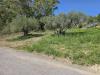 Terreno Agricolo in vendita a Enna in contrada lago pergusa snc - 06, Foto 6