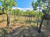 Terreno Agricolo in vendita a Montecchio Maggiore in via selva alta 95 - 05, VIT4