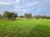 Terreno Agricolo in vendita a Grosseto in localit le case - roselle - 04, uliveto.jpg