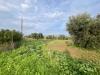 Terreno Agricolo in vendita a Grosseto in localit le case - roselle - 05, ingresso uliveto.jpg