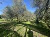 Terreno Agricolo in vendita a Grosseto in strada del querciolo - 02, foto4.jpg