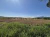 Terreno Agricolo in vendita a Castiglione della Pescaia in loc. badia vecchia - 04, terreno 4.jpeg