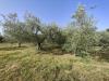 Terreno Agricolo in vendita a Amelia - 02, Foto 2