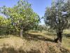 Terreno Agricolo in vendita a Amelia - 03, Foto 3