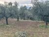 Terreno Agricolo in vendita a Spoltore - 05, Foto 5