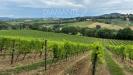 Terreno Agricolo in vendita a San Casciano in Val di Pesa - 07