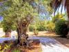 Villa in affitto con giardino a Ostuni in contrada rosamarina 152 - 08, Foto 8