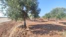 Terreno Agricolo in vendita a Taranto in le lamie snc - 10, Foto 10