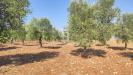Terreno Agricolo in vendita a Taranto in le lamie snc - 02, Foto 2