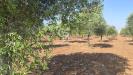 Terreno Agricolo in vendita a Taranto in le lamie snc - 03, Foto 3