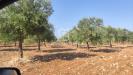 Terreno Agricolo in vendita a Taranto in le lamie snc - 06, Foto 6