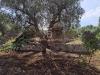 Casa indipendente in vendita da ristrutturare a Ceglie Messapica in contrada barone sn - 09, Foto 9