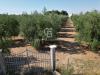 Villa in vendita da ristrutturare a Andria in contrada macchie di rose sn - 03, Foto 3