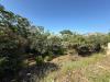 Terreno Agricolo in vendita a Carini in via brindisi 47 - 10, Foto 10