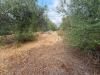 Terreno Agricolo in vendita a Carini in via gaetano balsamo snc - 04, Foto 4