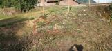 Terreno Agricolo in vendita a Camaiore - centro - 04