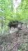 Terreno Agricolo in vendita a Cadegliano-Viconago in via per cranna snc - 03, Foto 3