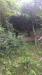 Terreno Agricolo in vendita a Cadegliano-Viconago in via per cranna snc - 06, Foto 6