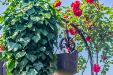 Casa indipendente in vendita con giardino a Abano Terme in viale delle terme - 03, DETTAGLIO